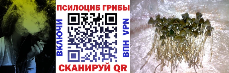 Псилоцибиновые грибы Psilocybe  Тбилисская 